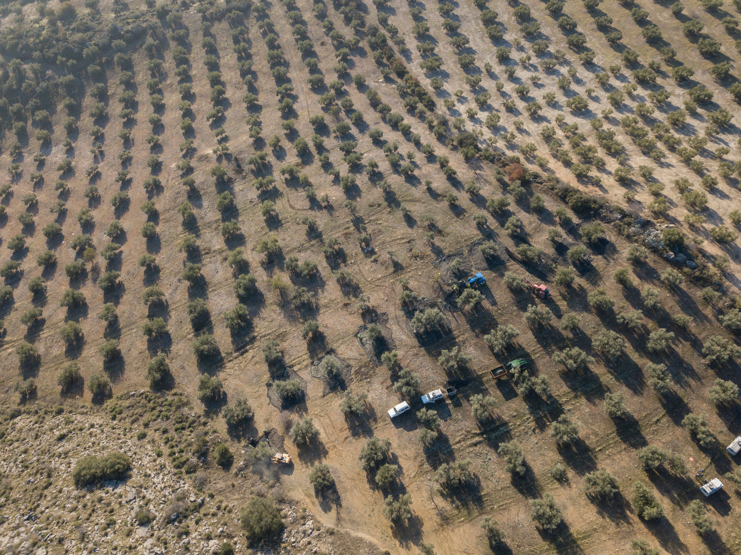 De geheimen van olijfolie extra vierge ontmaskerd: wat je moet weten!